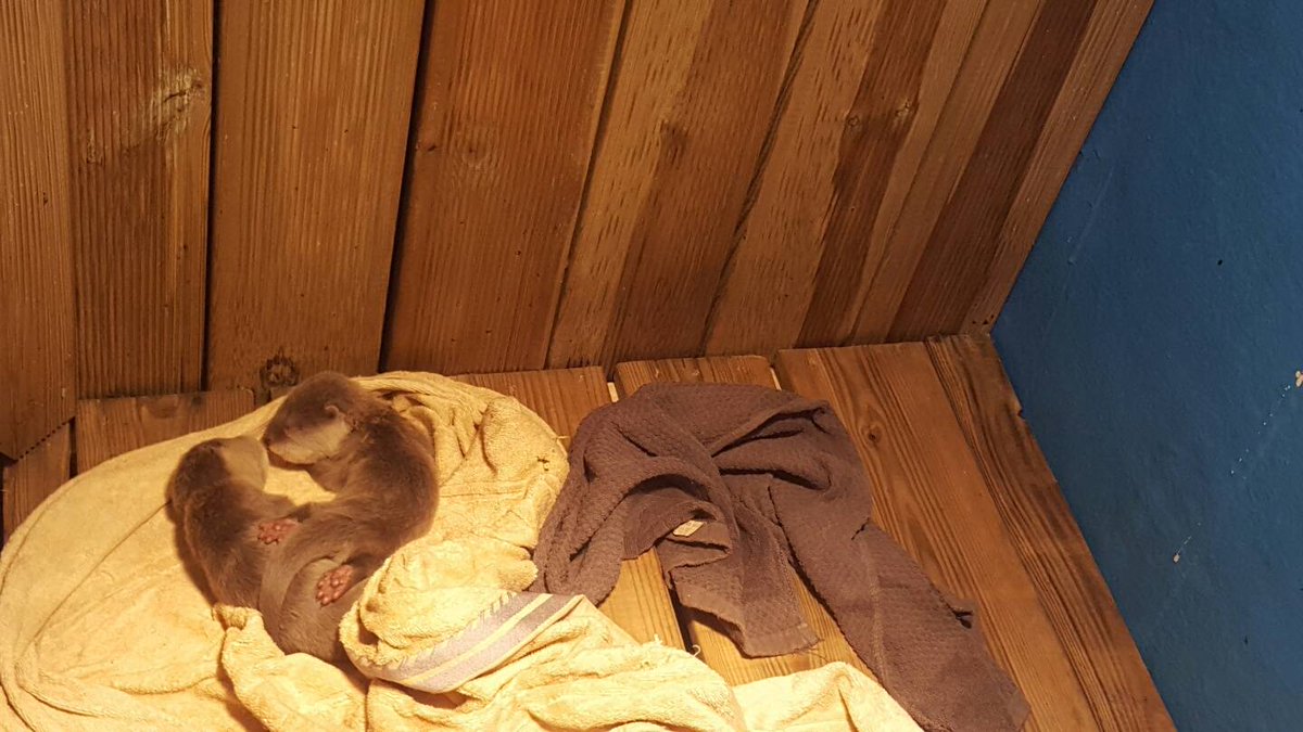 ala_ive_aqua's tweet image. 매일 점심때 쯤 오려고 노력하고 있는데 참... 현생이 저를 가만 놔두지 않네요 흑흑 ㅜㅡㅜ 오늘은 이브가 처음 눈을 뜬 날 찍은 사진 두장이에요. 
얼라랑 이브가 자는 모습이랑 이브가 눈을 게슴츠레 ㅋㅋ 뜬 모습입니다!