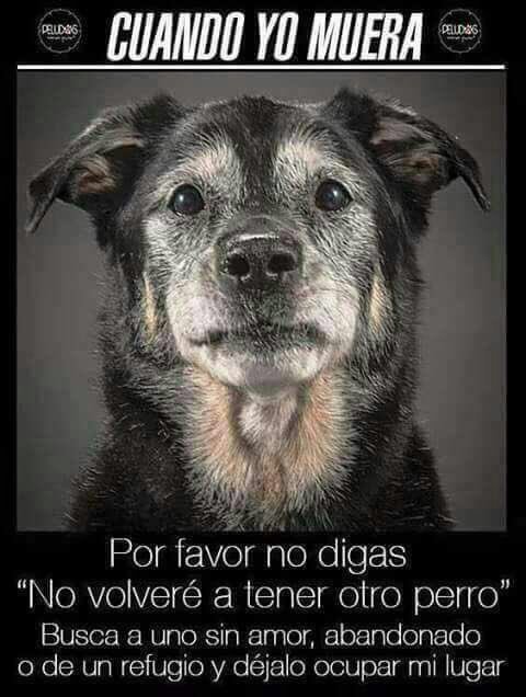 #adopta #adoptaunjubilado 🔝🐾🐩💖 #adoptaconresponsabilidad @Adoptauncachorro #adoptaunjubilado 🔝🐾🐩💖 <a href="/AmigosCIPA/">Amigos CIPA Madrid</a> <a href="/Acleganes/">Asoc. Canina Leganés</a> <a href="/todoporlospelud/">Todoporlospeludos</a>