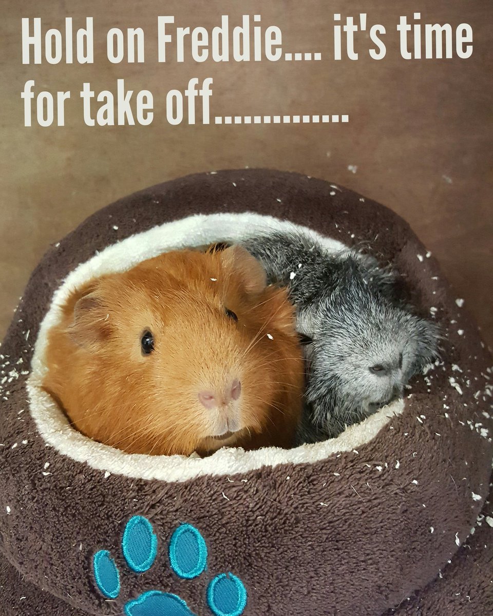 #guineapig #guineapigboarding #squeakers #funnyanimals #petboarding #hampshire #smallfurryhotel