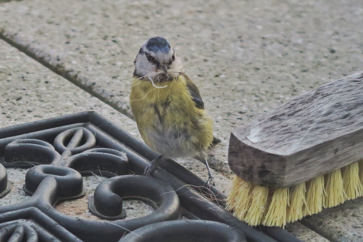 MissChessie's tweet photo. Die kleine Blaumeise war grad zu Besuch und hat sich ein paar Hundehaare aus meinem Balkonbesen für ihr Nest gezupft, aaw! https://t.co/31hNRUq19f