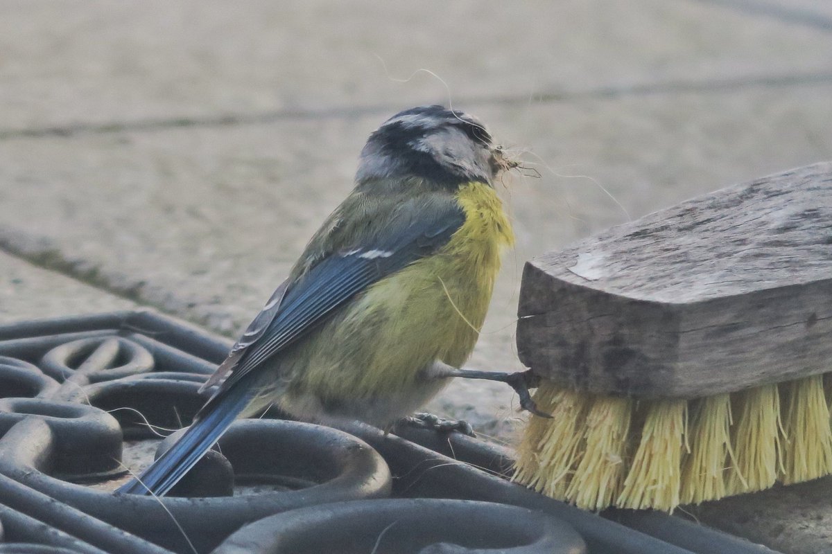MissChessie's tweet photo. Die kleine Blaumeise war grad zu Besuch und hat sich ein paar Hundehaare aus meinem Balkonbesen für ihr Nest gezupft, aaw! https://t.co/31hNRUq19f