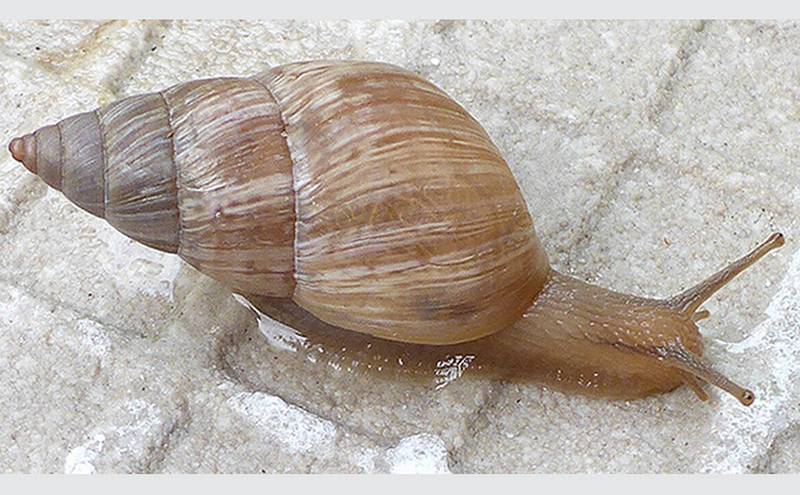 These sneaky snails like to ride rails ow.ly/8FCt30aKKR5