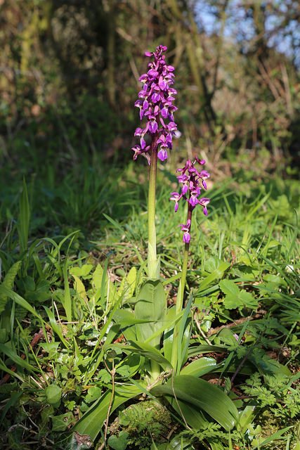 stephenmid's tweet photo. Great #swc walk on Saturday. Sun and more sun. Stonegate to Robertsbridge. More pictures here: https://t.co/O7yKUiPJh9 #swcwalks https://t.co/3AQKjtKf3N