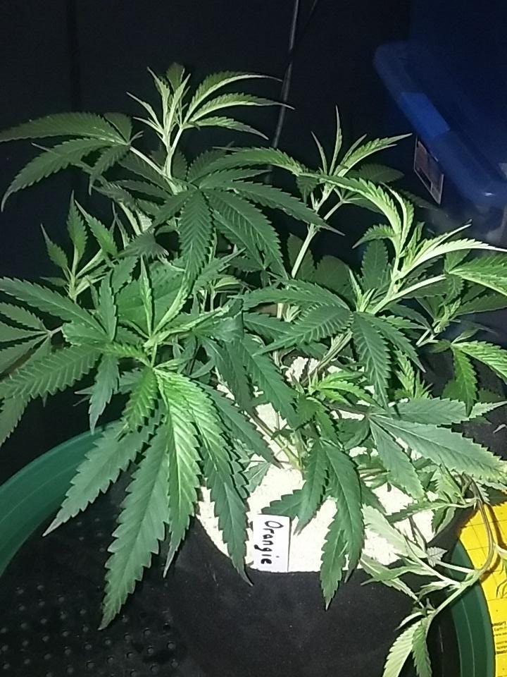 cmartin0725's tweet photo. #Orangie π #buddhastree #cleanroots #botanicare https://t.co/hSxq6x2dJR