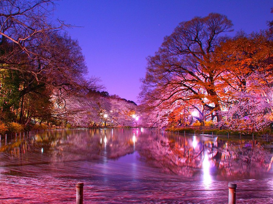 井の頭恩賜公園 桜21 見頃や開花情報は 夜にはライトアップも Hanablog