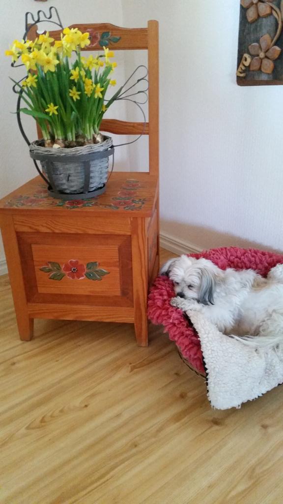 Glad Påsk! 🐣🐤