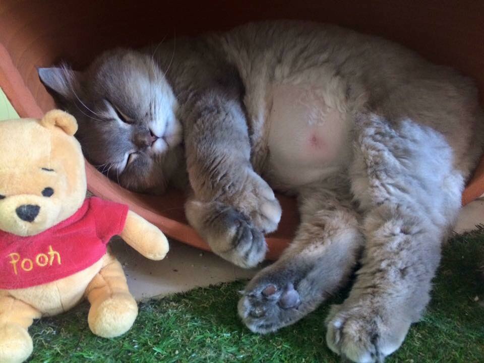 bonebone29 (@bonebone29vee) on Twitter photo 