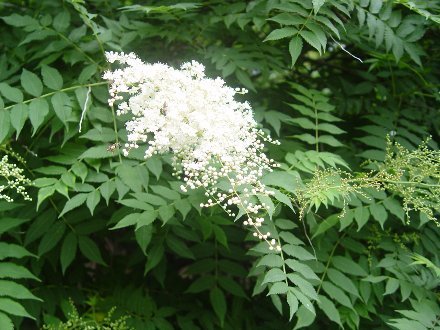 Mnaeskeig Twitterren ニワナナカマド 庭七竈 別名 チンシバイ 珍至梅 被子植物門双子葉植物網離弁花亜綱バラ目バラ科ホザキ ナナカマド属 ホザキナナカマド 穂咲七竈 に良く似ており区別が難しい T Co Do5rhclj4y 植物写真 T Co Xsfblrnb9x