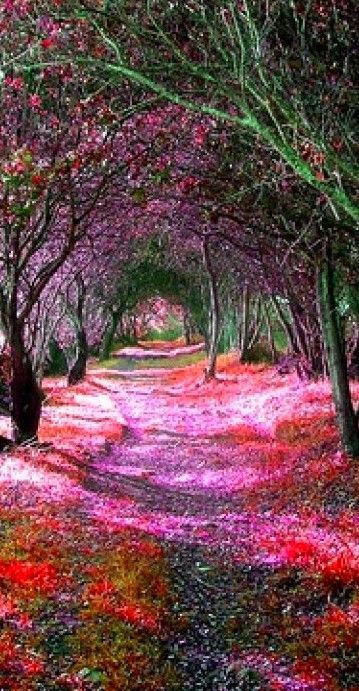 5_Rodon's tweet image. 