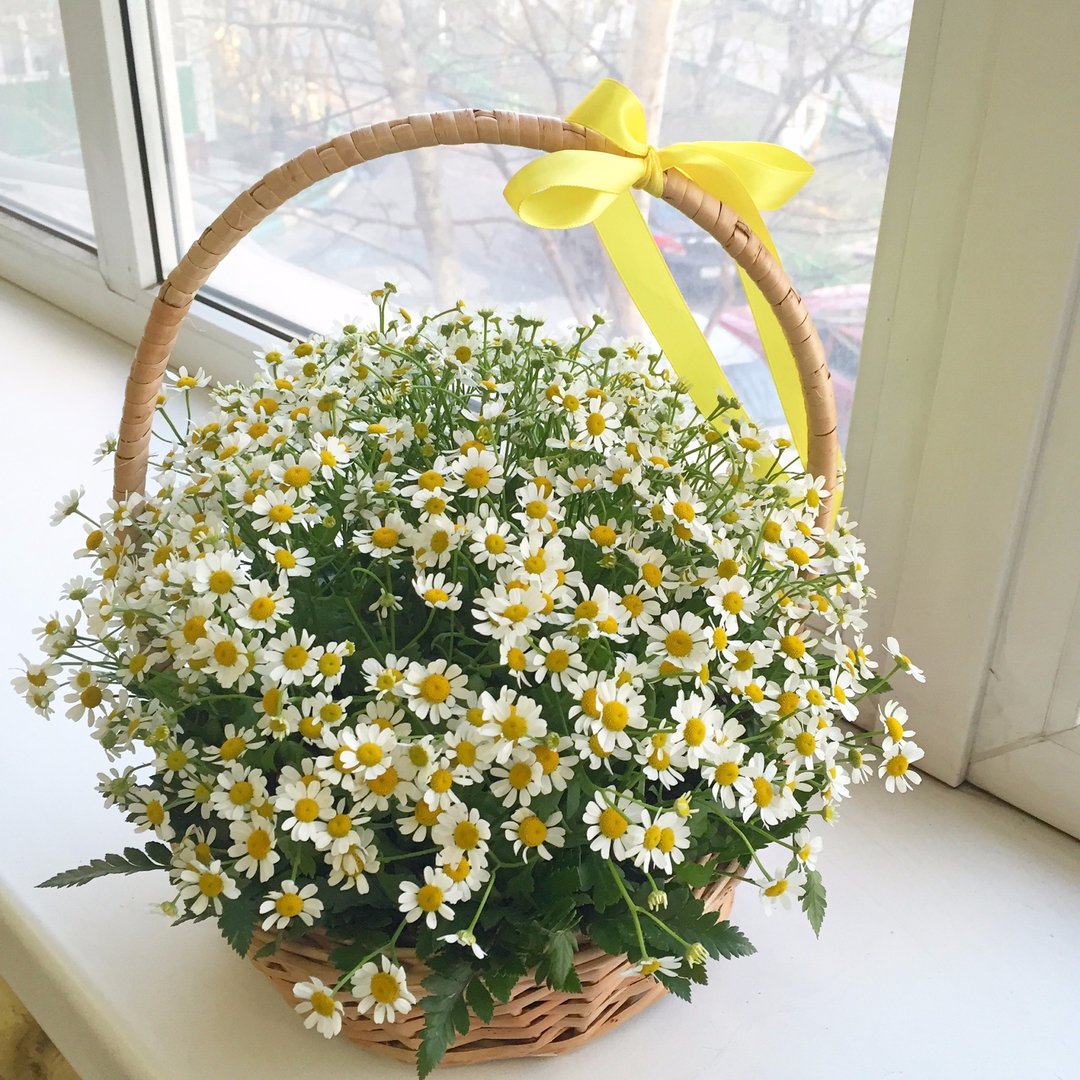 Картинки с корзиной ромашек