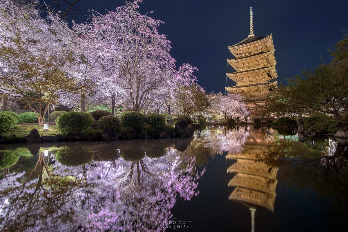 しんご U Tvitteri 古都の春 京都は東寺の桜ライトアップに行ってきました リフあり 一本桜あり 塔とありこれでもかと要素の多いスポットです みなさまお早めに 京都 東寺 桜 ライトアップ T Co 5joxthrdhr Tvitter