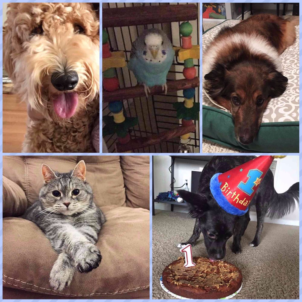 careersatstride's tweet photo. Happy #NationalPetDay! We ❤️ our animals! #K12Pets #K12 #WorkK12 https://t.co/rAGPKfRr7A