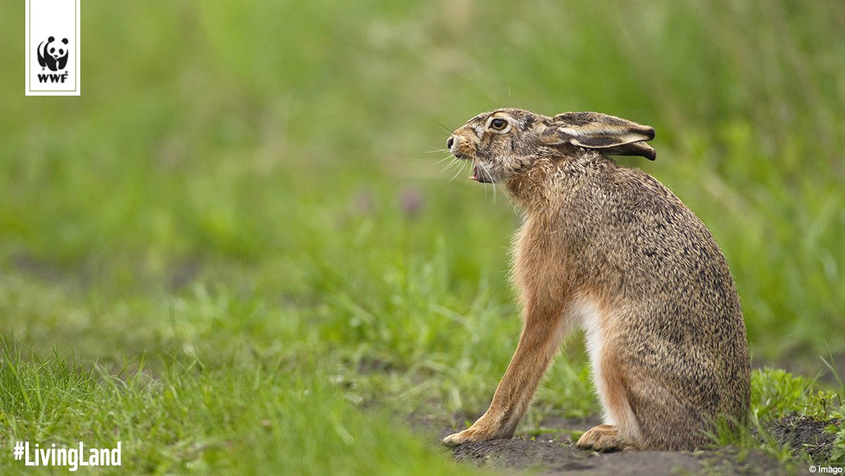 Die Agrarpolitik bedroht Feldhase und viele weitere Arten in Deutschland 😟 Lasst uns jetzt aktiv werden: wwf.de/livingland #LivingLand