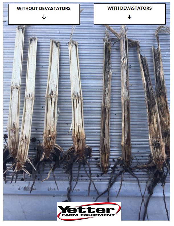 Same field, same hybrid, Only difference, one was harvested with Devastators and the other was without Devastators 
yetterco.com/products?catId…