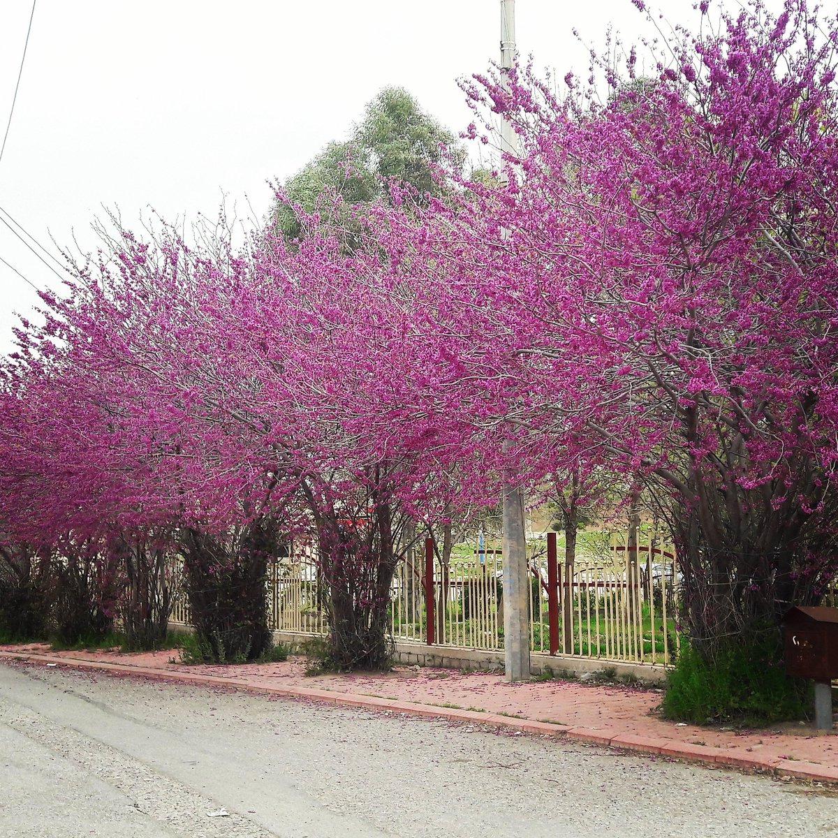 BanaAzad1's tweet photo. Judas tree 🌸 #CercisSiliquastrum 💙 #Sarchnar #Slemani #Kurdistan 💗 https://t.co/qpdRDWnjt3