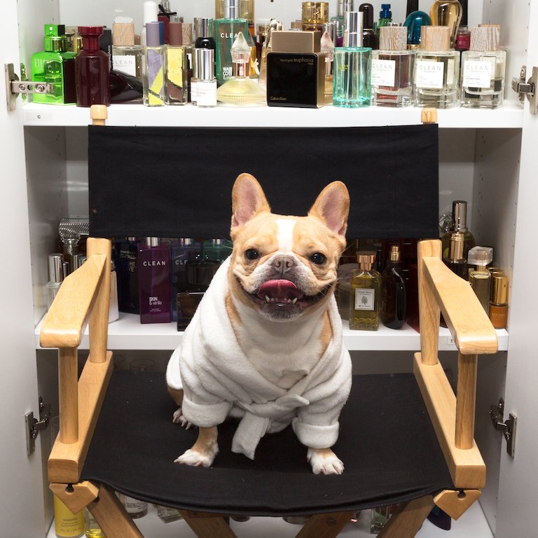 Happy #NationalPetDay! Throwback to that time when we invited <a href="/ChloeTheMini/">emma the mini frenchie 🐶</a> to be an editor for the day 🐶