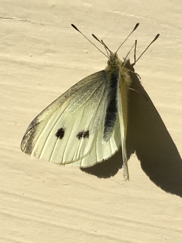 BugHavenBlog's tweet image. My first butterfly of the season!    It's always a Cabbage White.