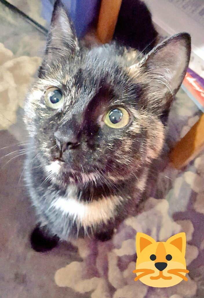 Wheeler1372's tweet photo. Harley Quinn aka wobbles my special needs kitty #nationalpetday #fox5dc #gooddaydc #HarleyQuinn #harleyrocks https://t.co/CR9AoK5fEo