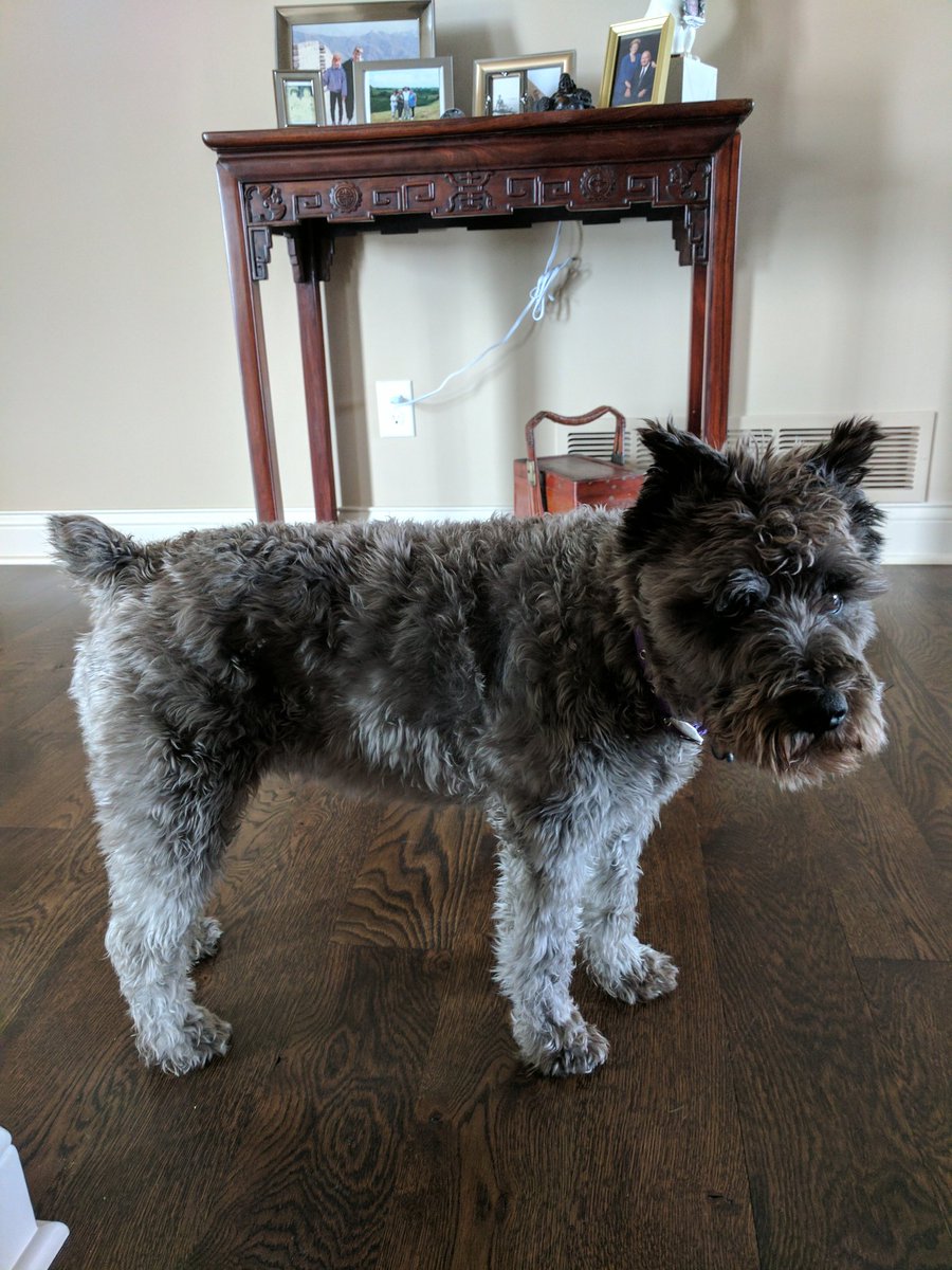 Finnmn's tweet photo. Before....#nationalpetday #analglands #makeovermonday #fresh #springdo https://t.co/y6y3HpJI6l