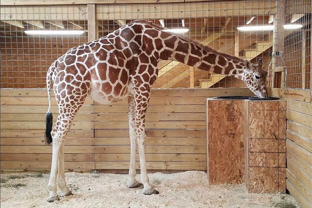 SockObsessed's tweet image. #AprilTheGiraffe #AprilWatch - 6 Giraffe-Themed Socks for the Serious Animal Lover ow.ly/ww2030aIc7S