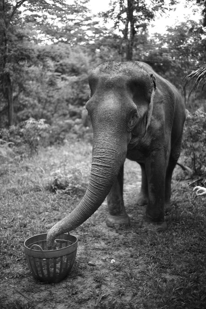 coldplay's tweet photo. Had the most amazing time in Thailand - thankyou to the Phuket Elephant Sanctuary for an amazing day. On to Taiwan! GB https://t.co/3wHQ0ZTb3L
