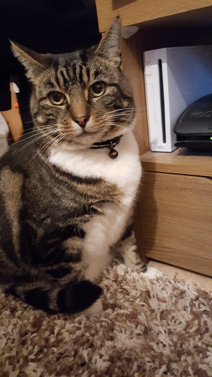 KittykatClaire's tweet photo. @lucys_boutique This is Darcie & meeka #LBPetDay https://t.co/Plz6EJpeht