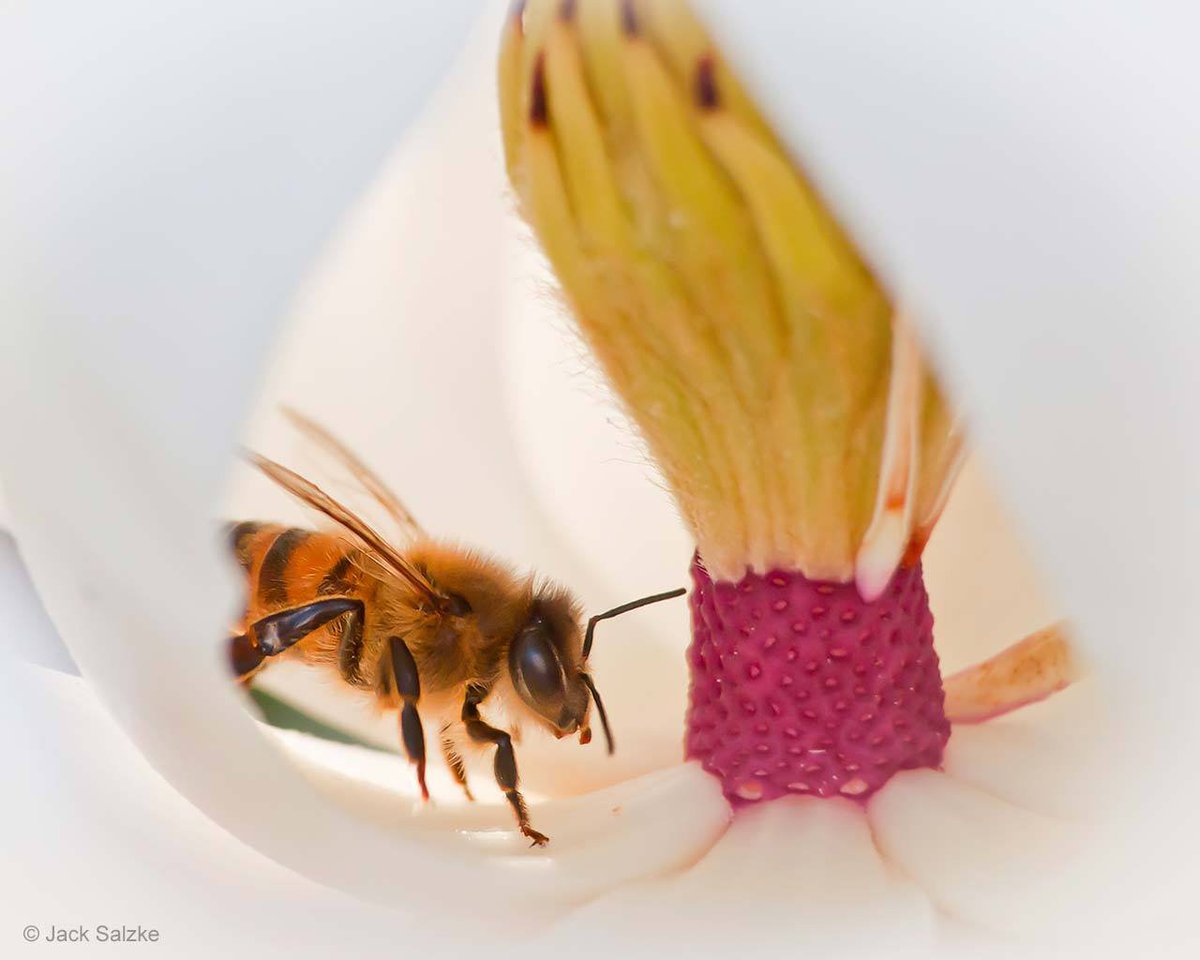 NHM_London's tweet photo. Macro-photography image of a honeybee (Apis mellifera) on a magnolia flower by #WPYAlumni Jack Salzke, #WPY_Spring #TaxonomyTuesday theme https://t.co/FV07oGZ0AM
