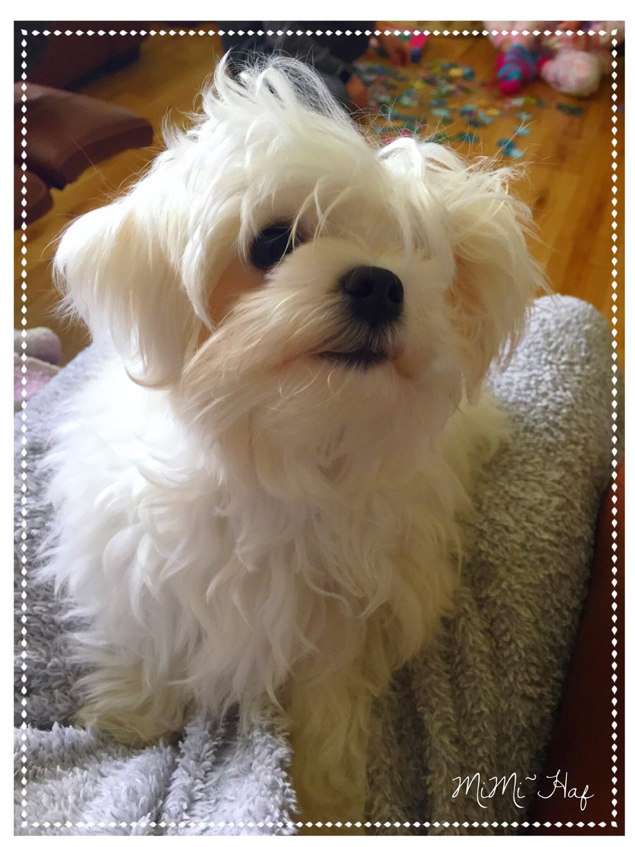 CwtchyCavas's tweet photo. Miss MiMi~Haf..... #NationalPetDay https://t.co/LdtJ84nfVb