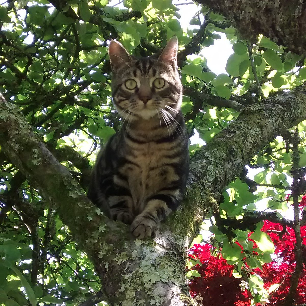 kittyupthecurt1's tweet photo. Gizmo is the cute (and ridiculously naughty) kitty in my life!? #nationalpetday #LBPetDay #win https://t.co/nOwB78NoS9