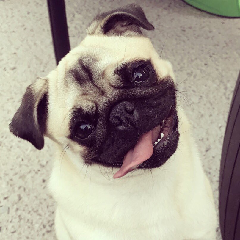 SunnyBella_'s tweet photo. @lucys_boutique Happy #NationalPetDay heres my little miss coco β€οΈ #LBPetDay https://t.co/Sa8yjVVdb8