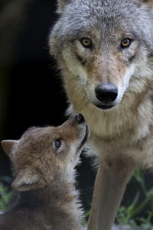 GossipRoomOff's tweet photo. Trump a autorisé le massacre des ours et loups (ainsi que leurs bébés) en Alaska. Ils pourront être abattus ou tués dans leurs terriers ! 😡😩 https://t.co/2nthDIVahK