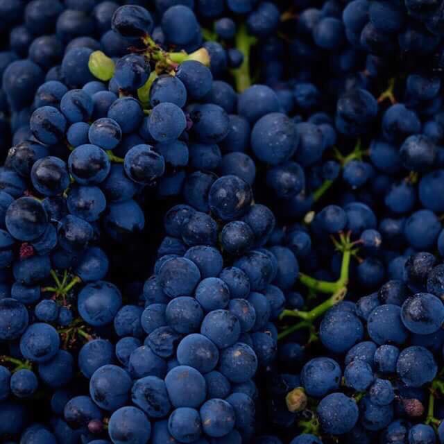MacleanBay's tweet photo. Harvest weekend was an enormous success 🍷

#editas #wine #pinot https://t.co/7wGIHRl4Zd