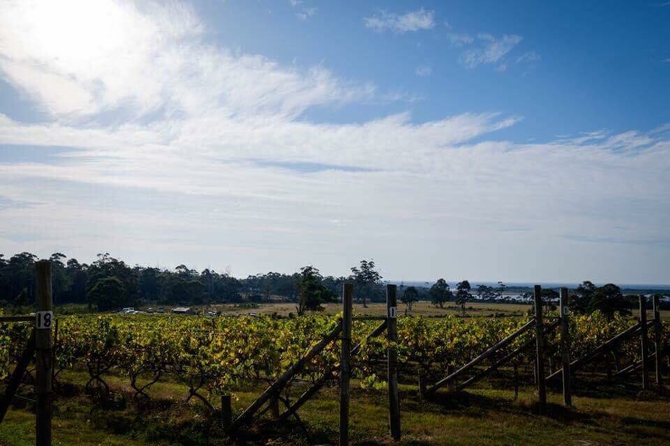 Harvest weekend was an enormous success 🍷

#editas #wine #pinot