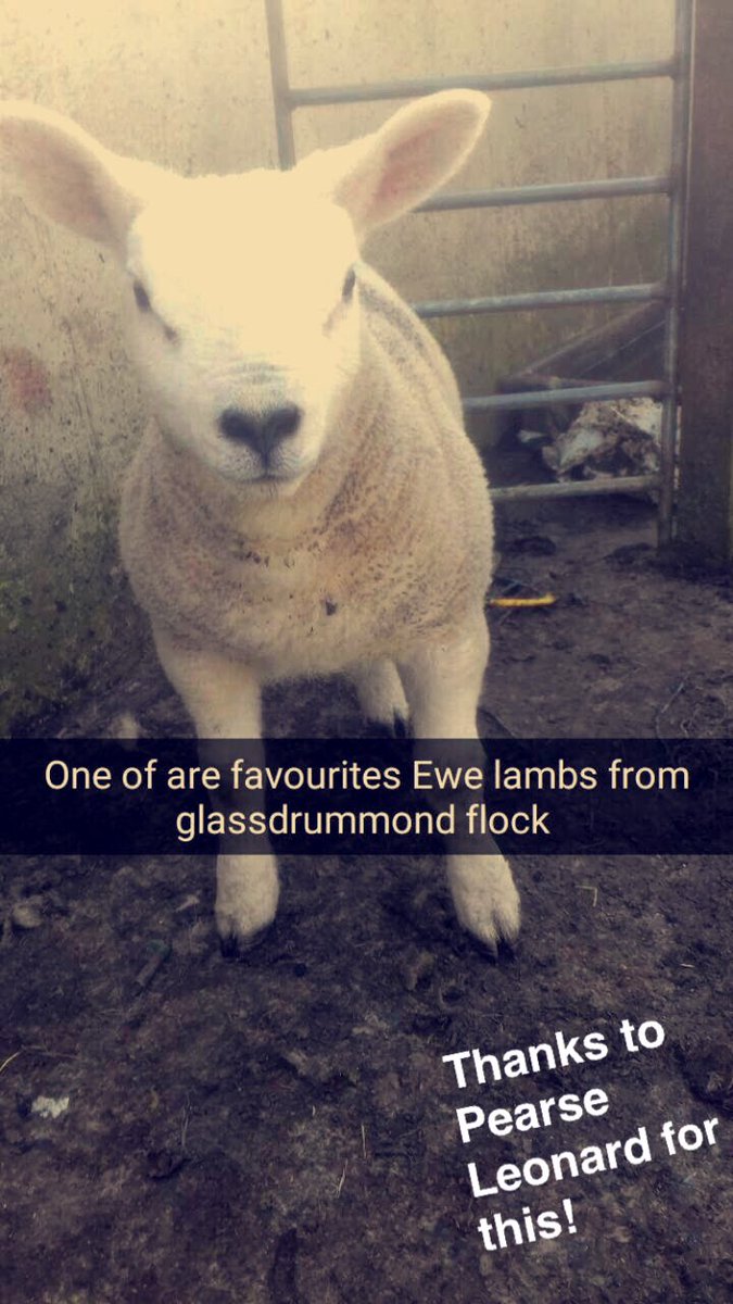 Snapchat name; irishtexel

Thanks Pearse! Fantastic ewe lamb!