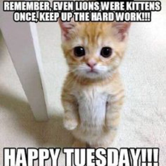 Happy Tuesday! #sparklecleaning #motivation #work