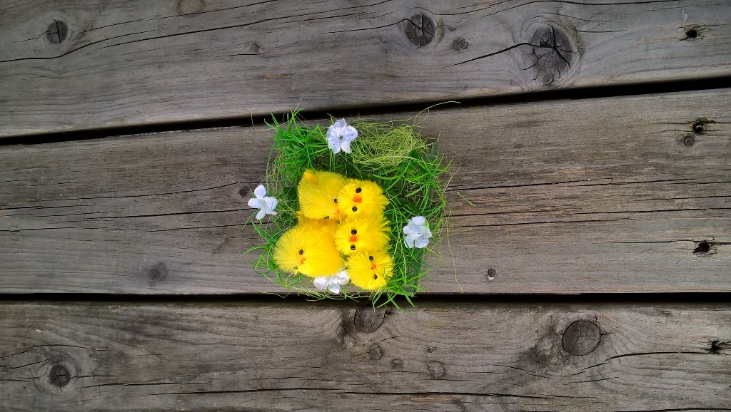 BearAndRagStaff's tweet photo. #These chicks will be flying the nest on Good Friday for the Easter weekend,come and find one and get a free drink # https://t.co/Sk0AxXE9Ka