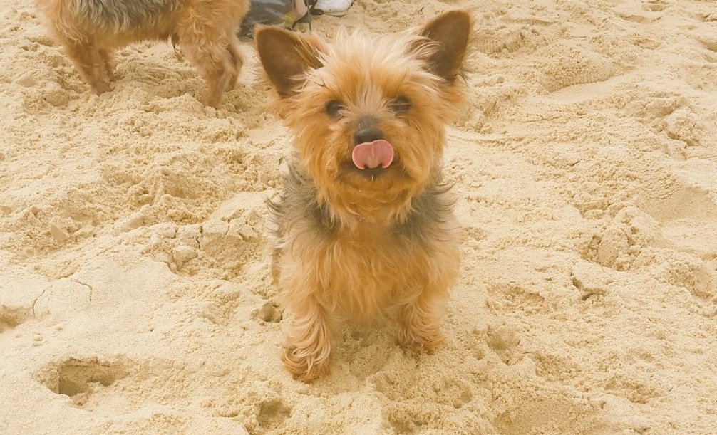 GoonerKJP's tweet photo. @lucys_boutique #LBPetDay my little lucy https://t.co/FyKToIafzH