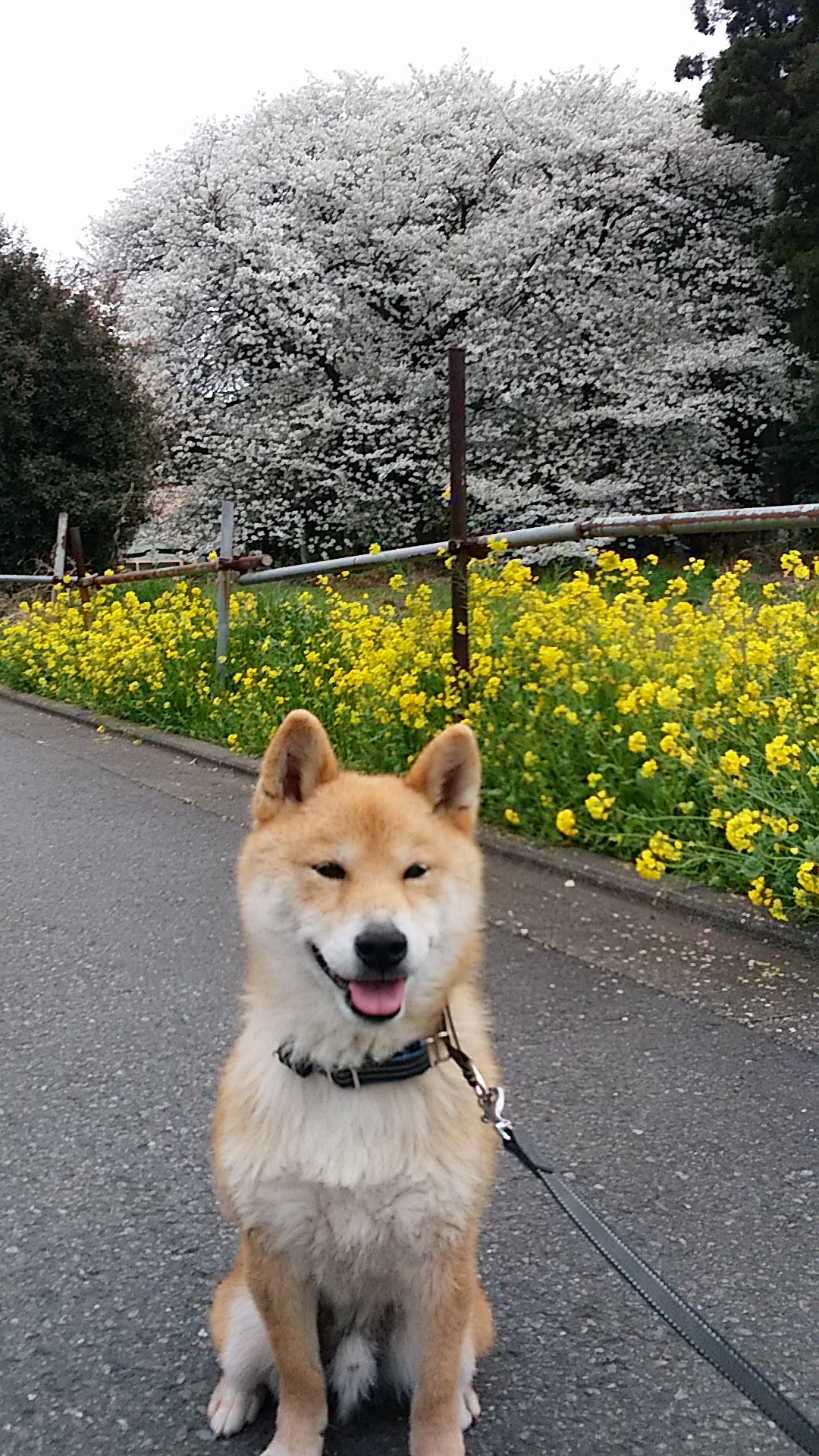 鉄塔 15化石博物館 今日は愛犬が8歳の誕生日 ハンバーグプレートのプレゼントに 柴犬グッズで囲んでみた ダミー犬のダミちゃんがご飯狙ってる 4枚目は我が家にやってきた初日の写真 T Co 417s2vwezz Twitter