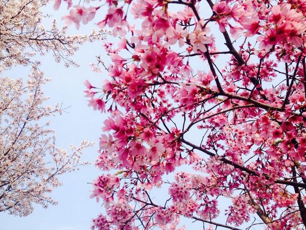 가장 유능한 사람은 가장 배우기에 힘쓰는 사람이다. - 괴테
#벚꽃