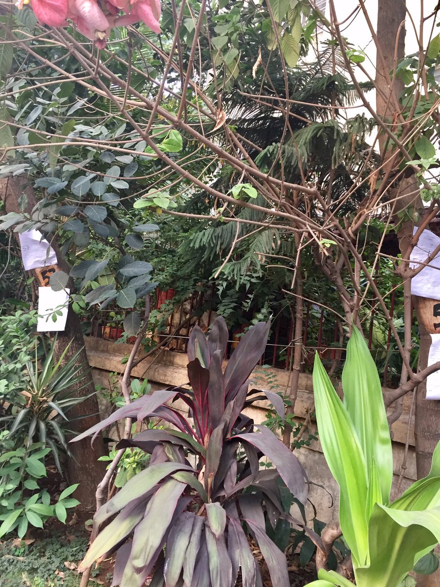 Chemburstudio's tweet image. More trees get notices of capital punishment from BMC for no reason.. Come out to stop them @saveaarey save #GhatlaVillage #Chembur 🌳🌴🌲🌿🌳🌲🌴