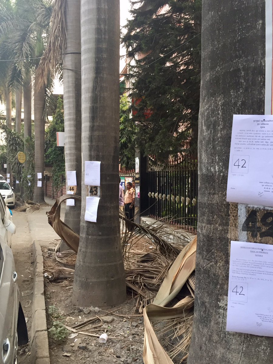 Chemburstudio's tweet image. More trees get notices of capital punishment from BMC for no reason.. Come out to stop them @saveaarey save #GhatlaVillage #Chembur 🌳🌴🌲🌿🌳🌲🌴
