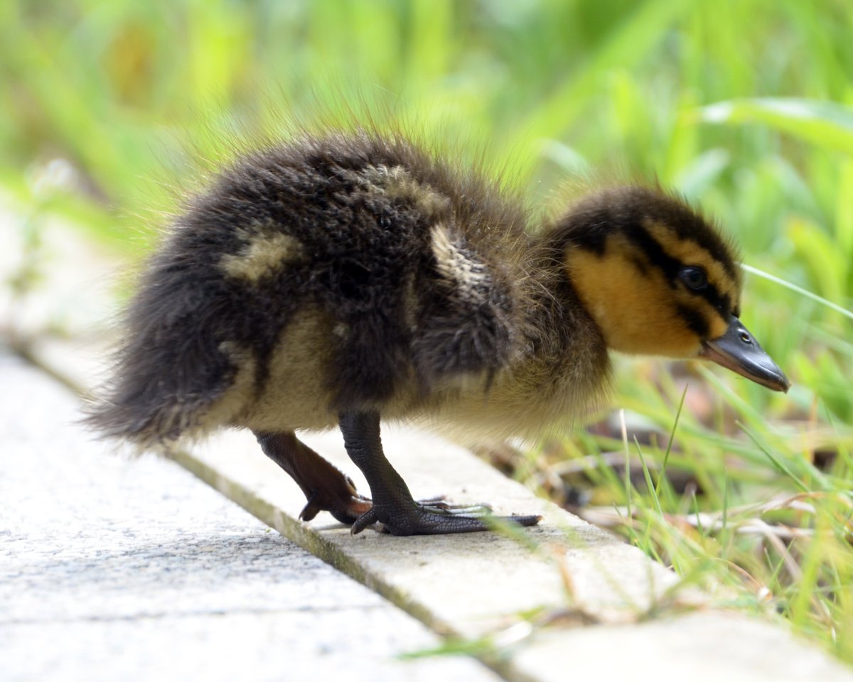 LancasterSU's tweet image. Spring is definitely in the air - look who visited us this lunchtime!