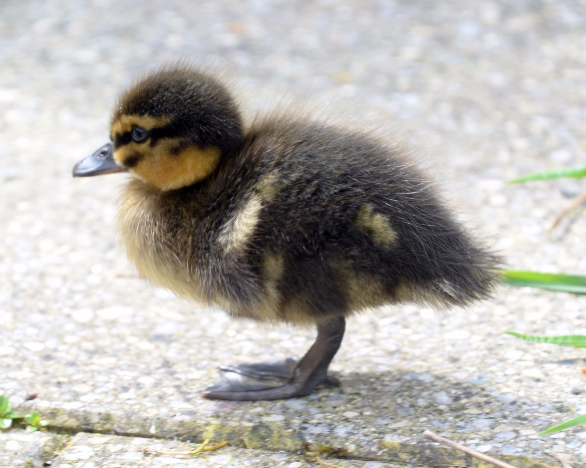 LancasterSU's tweet image. Spring is definitely in the air - look who visited us this lunchtime!