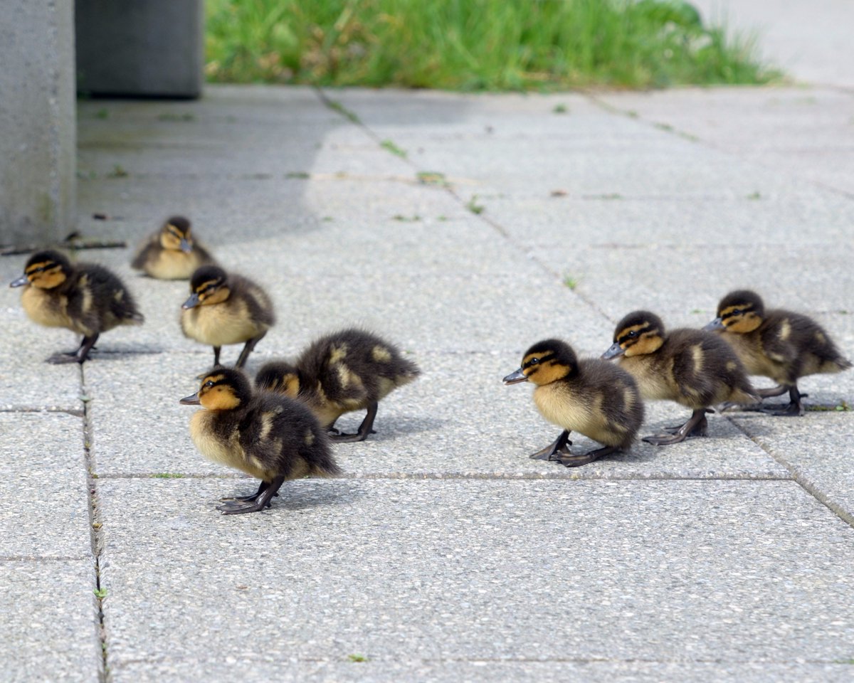 LancasterSU's tweet image. Spring is definitely in the air - look who visited us this lunchtime!