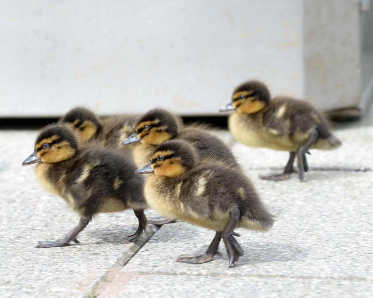 LancasterSU's tweet image. Spring is definitely in the air - look who visited us this lunchtime!
