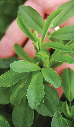 Best Quality #Forage #seeds - General seed Company | general seed products goo.gl/46pBKT