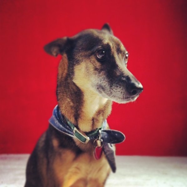 benoitweet's tweet image. Remembering my old buddy Elvis today. #nationalpetday #missyou #adoptasato #saveasato #dog #love #dogstagram #cute #elvisthedog