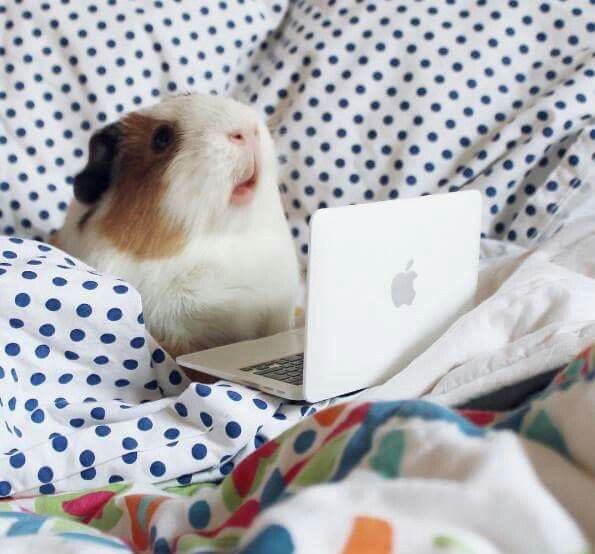 ShetlandLibrary's tweet photo. Or do your pets particularly enjoy our Twitter feed?? 😉 #NationalPetDay #thisisreallyus https://t.co/YZfP36cpkG