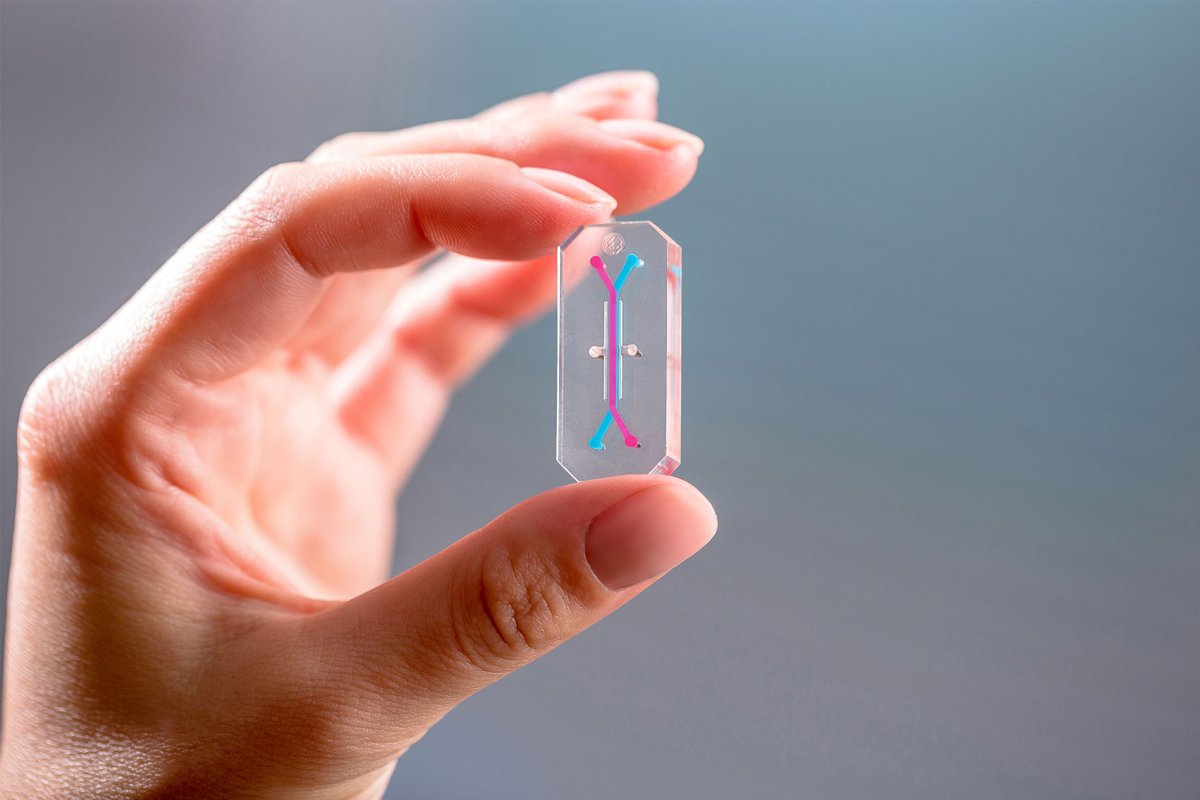 FDA's tweet photo. #DYK FDA scientists testing novel “organs-on-chips” tool that imitates human organs https://t.co/AdQg5U6mNv https://t.co/0CIjOvxITf
