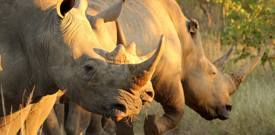 Visit #Hluhluwe-ImfoloziGameReserve in the #KwaZulu-Natal province for a rare sight of endangered black and white rhinoes
